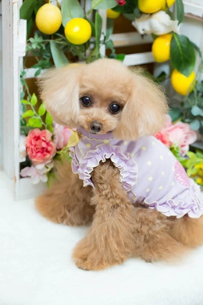ブルブブサイズ犬（犬の服）｜犬服、アクセサリー｜犬用品 | ペット