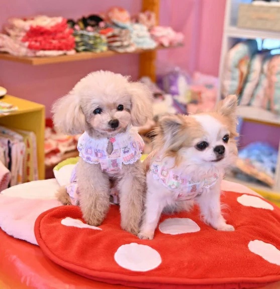 犬服・アクセサリー J&K animals J&Kアニマルズ J&K animals ☆予約受付中☆ パステルくまちゃん つなぎ