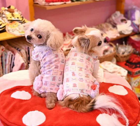 J&Kアニマルズ J&K animals ☆予約受付中☆ パステルくまちゃん つなぎ