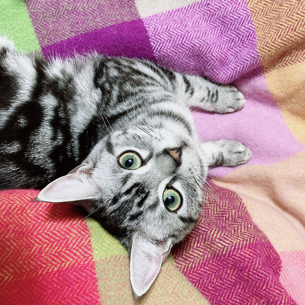ストール ブランケット オシャレ 人気 かわいい ネコ ねこ cat 猫 子猫 定番 ラムウール アボカ　アヴォカ ウール100％ お得 あったか アイルランド