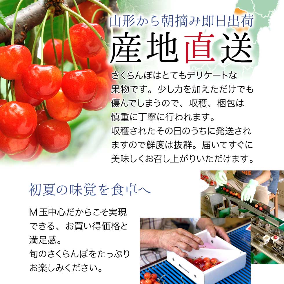さくらんぼ 山形県産 1kg バラ詰め 優品 家庭用 自宅用 送料無料 M玉