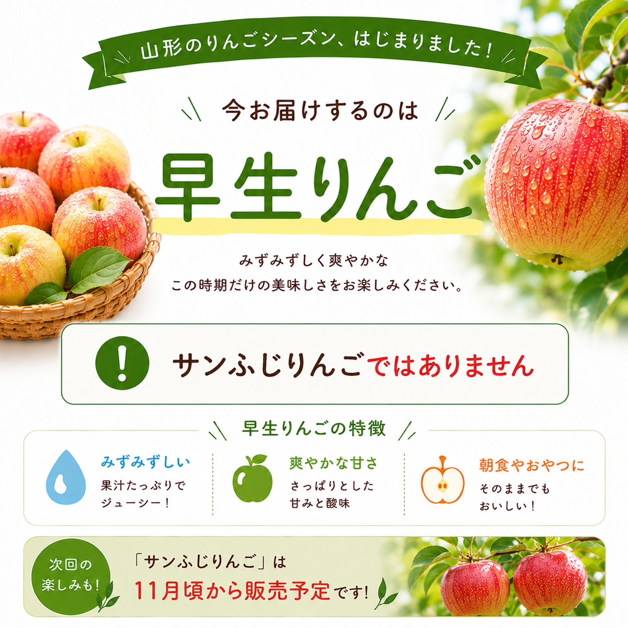 山形県産 早生りんご 訳あり5kg(13〜20玉)送料無料 ご家庭用 フルーツ