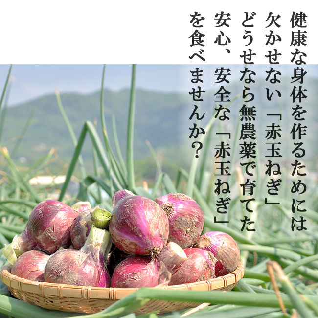 赤玉ねぎ 20kg 赤玉ねぎ 20kg 無農薬 送料無料 和歌山 グリーンジャンクション : 農家