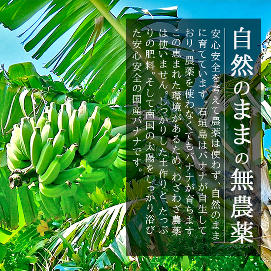 島バナナ（国産バナナ）