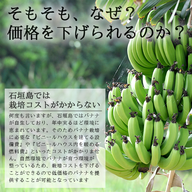 島バナナ（国産バナナ）