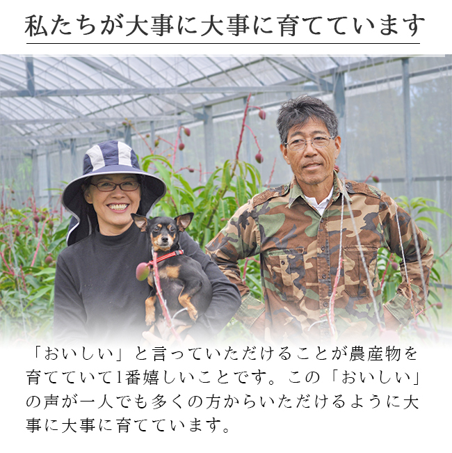 島バナナ（国産バナナ）