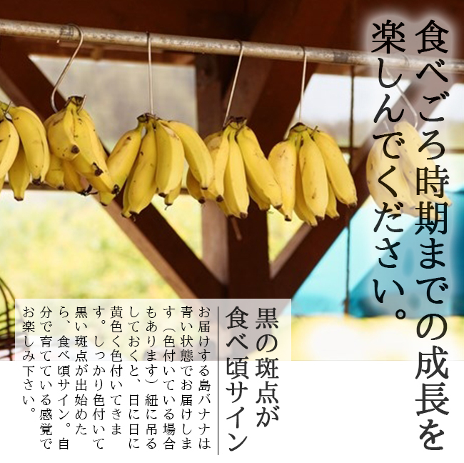 島バナナ（国産バナナ）