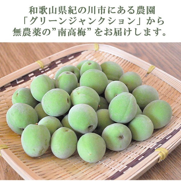 gj-ume-new2_01.jpg