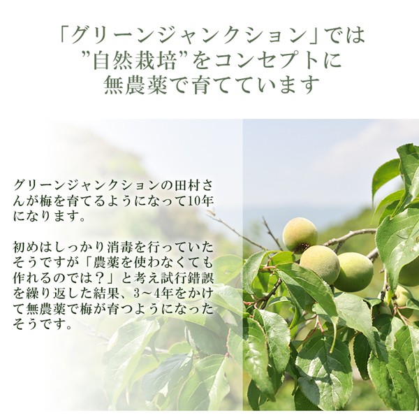 青梅 南高梅 無農薬 梅 10kg 送料無料 梅酒 梅シロップ 梅干し