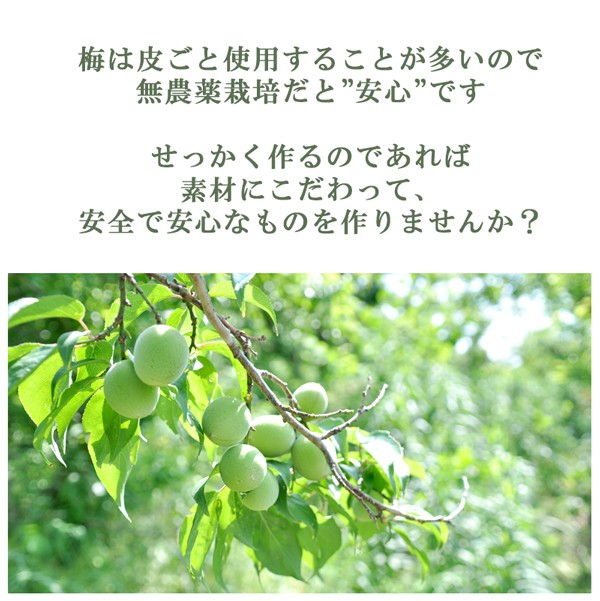 楽天市場】梅 青梅 南高梅 無農薬 10kg 送料無料 梅酒 梅干し