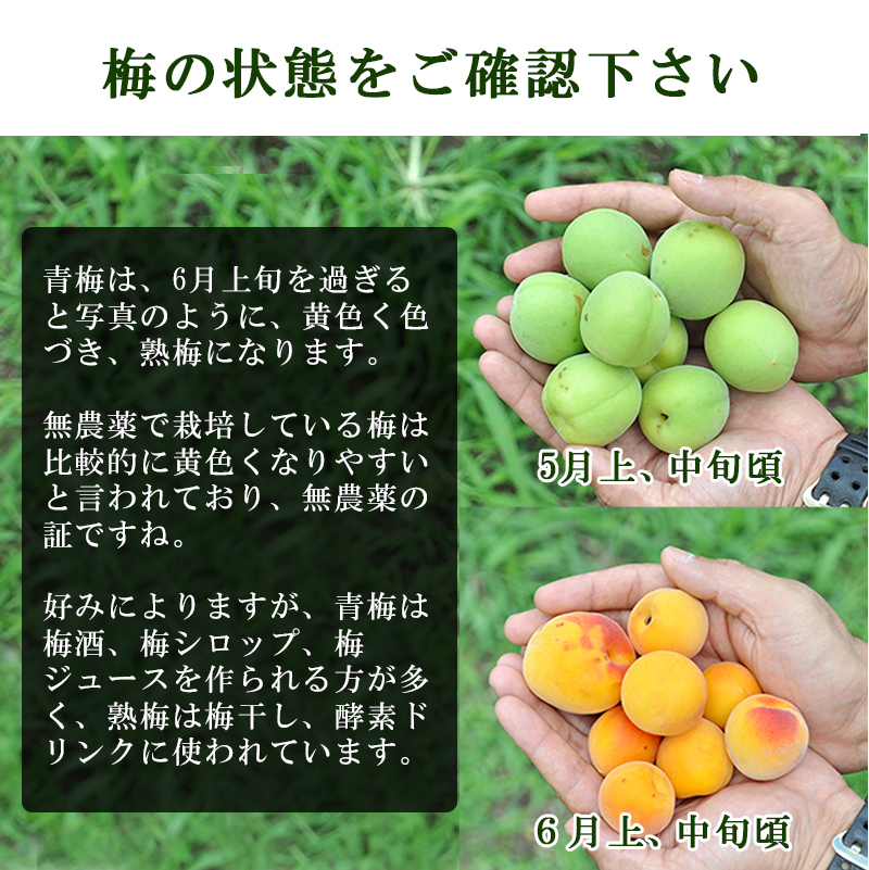 青梅 南高梅 無農薬 梅 10kg 送料無料 梅酒 梅シロップ カリカリ梅