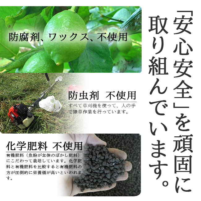 レモン　10kg 片浦産　産地直送　送料込み 000000000228_XVmJmNB.jpg