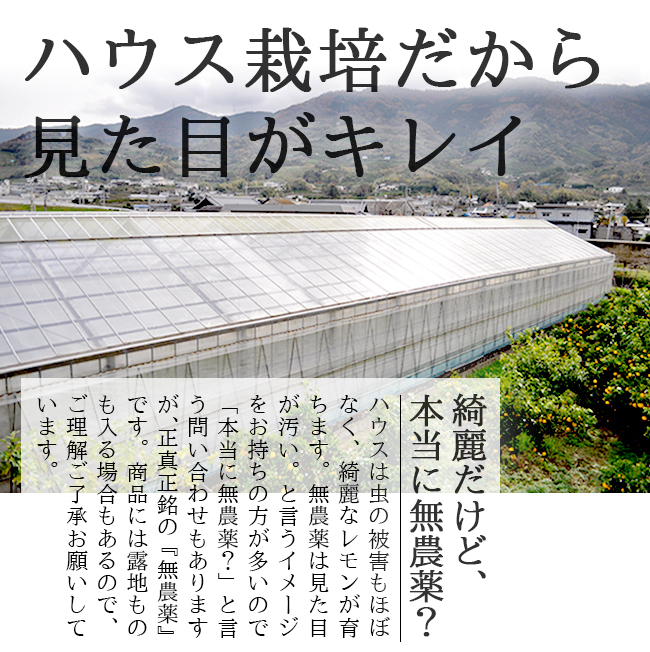 レモン 無農薬 国産 10kg 送料無料 グリーンレモン 青レモン 無農薬