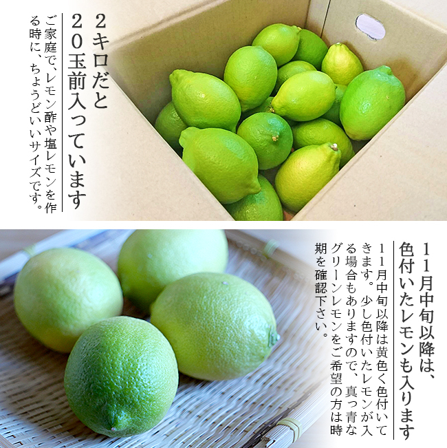 お徳用20kg 熊本県産マイヤーレモン 送料無料