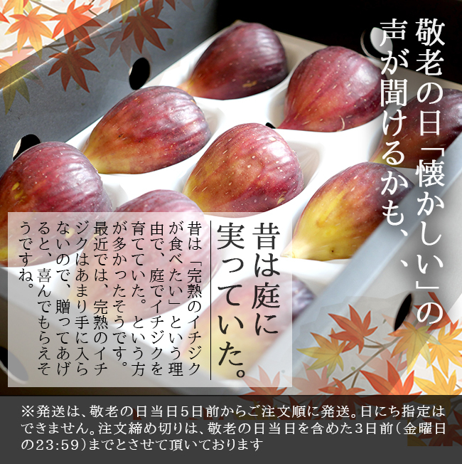 新しいブランド 勢田さんの厳選 化粧箱入り 濃厚完熟いちじく １２玉 フルーツ・果物