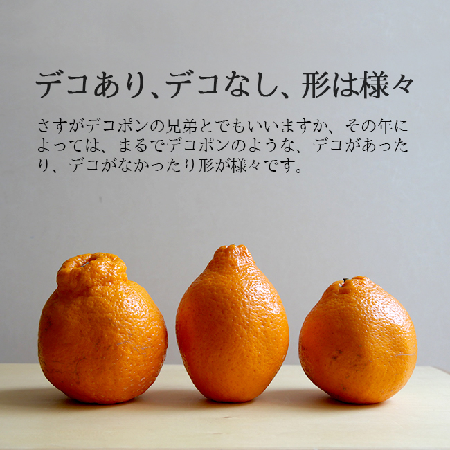 和歌山　はるみ　みかん　5kg はるみ（和歌山産）5Kgのお取り寄せ販売（通販）送料無料でお届け