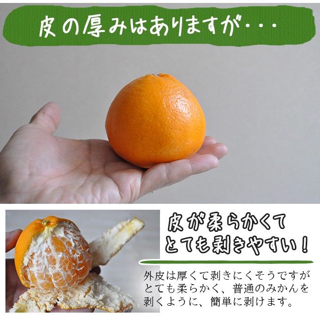 和歌山県産 はるみ 15キロ 楽天市場】和歌山産「はるみ」（大玉 15個前後入り）蜜柑のよう