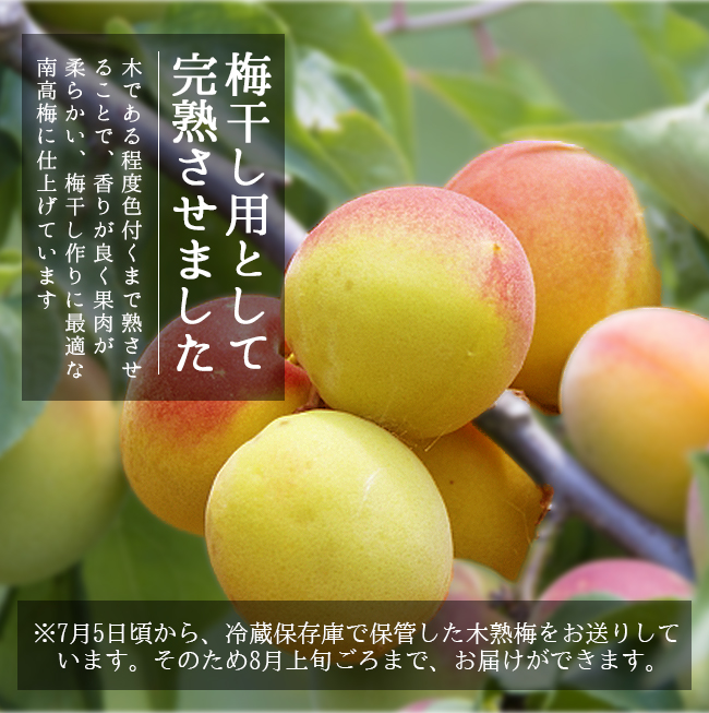 完熟梅 南高梅 無農薬 梅 3kg 送料無料 梅干し用 梅味噌 梅シロップ