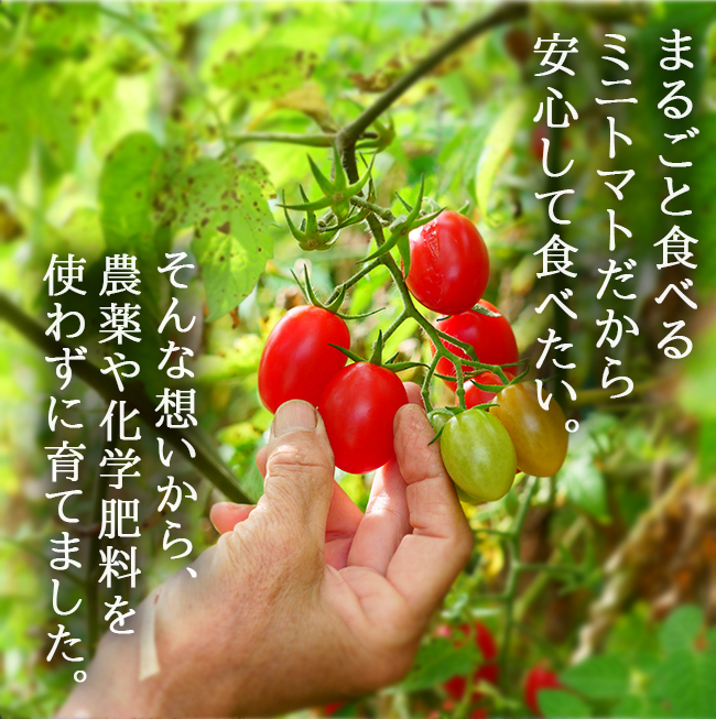 冬の完熟 ミニトマト 2.4kg 激甘 高糖度 無農薬 贈り物 ギフト 甘い