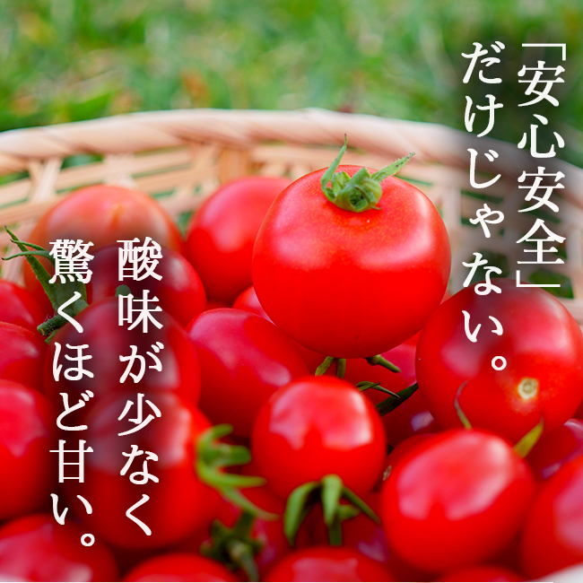 冬の完熟 ミニトマト 2.4kg 激甘 高糖度 無農薬 贈り物 ギフト 甘い