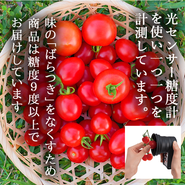 冬の完熟 ミニトマト 2.4kg 激甘 高糖度 無農薬 贈り物 ギフト 甘い