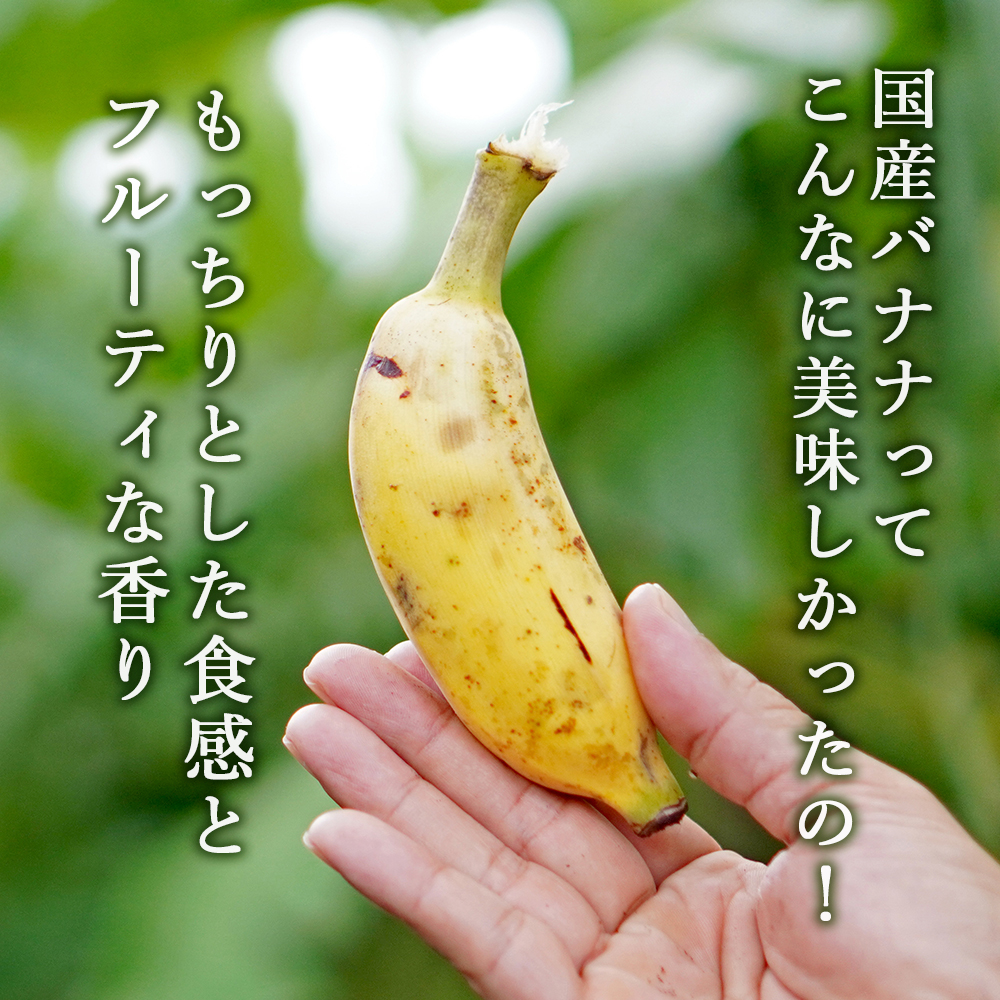 バナナ 国産 無農薬
