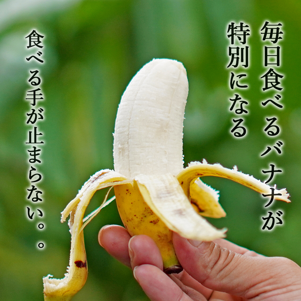 バナナ 国産 無農薬