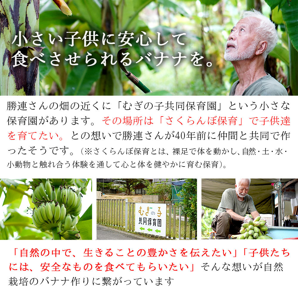 バナナ 国産 無農薬