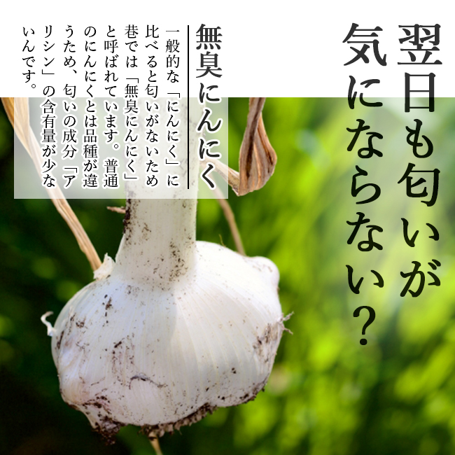 ジャンボにんにく 5kg 無農薬 匂いが少ない 無臭にんにく 長崎 平戸