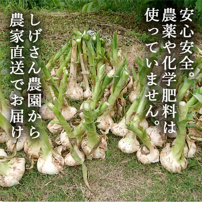 ジャンボにんにく 5kg 無農薬 匂いが少ない 無臭にんにく 長崎 平戸