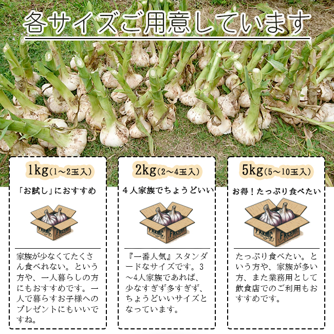 ジャンボにんにく 5kg 無農薬 匂いが少ない 無臭にんにく 長崎 平戸