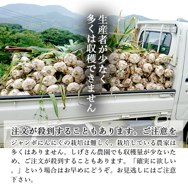ジャンボにんにく 5kg 無農薬 匂いが少ない 無臭にんにく 長崎 平戸