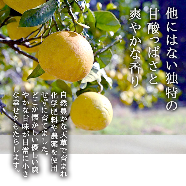 パール柑 5kg 無農薬 自然栽培 淀川農園 熊本 天草 : 農家直送フルーツ