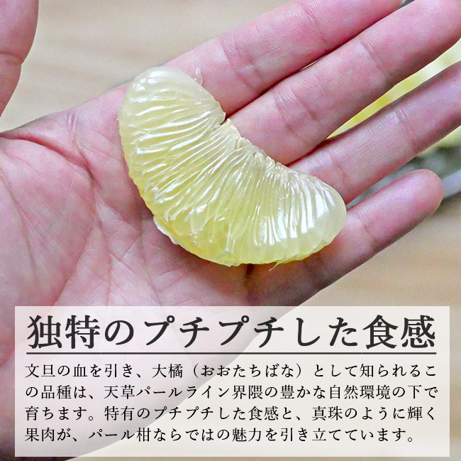 パール柑 5kg 無農薬 自然栽培 淀川農園 熊本 天草 : 農家直送フルーツ