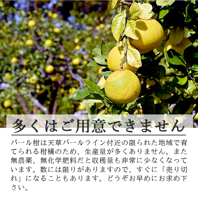 パール柑 5kg 無農薬 自然栽培 淀川農園 熊本 天草 : 農家直送フルーツ