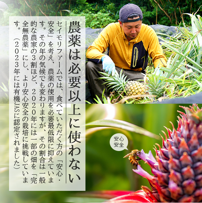 パイナップル 国産 沖縄 ピーチ パイン 4玉入 石垣島 父の日