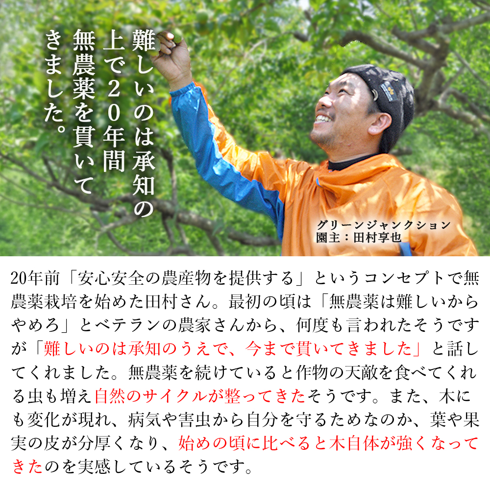 梅干し 白干し 400g(200g×2P) 無添加 無農薬 紀州 南高梅 農家の梅干し