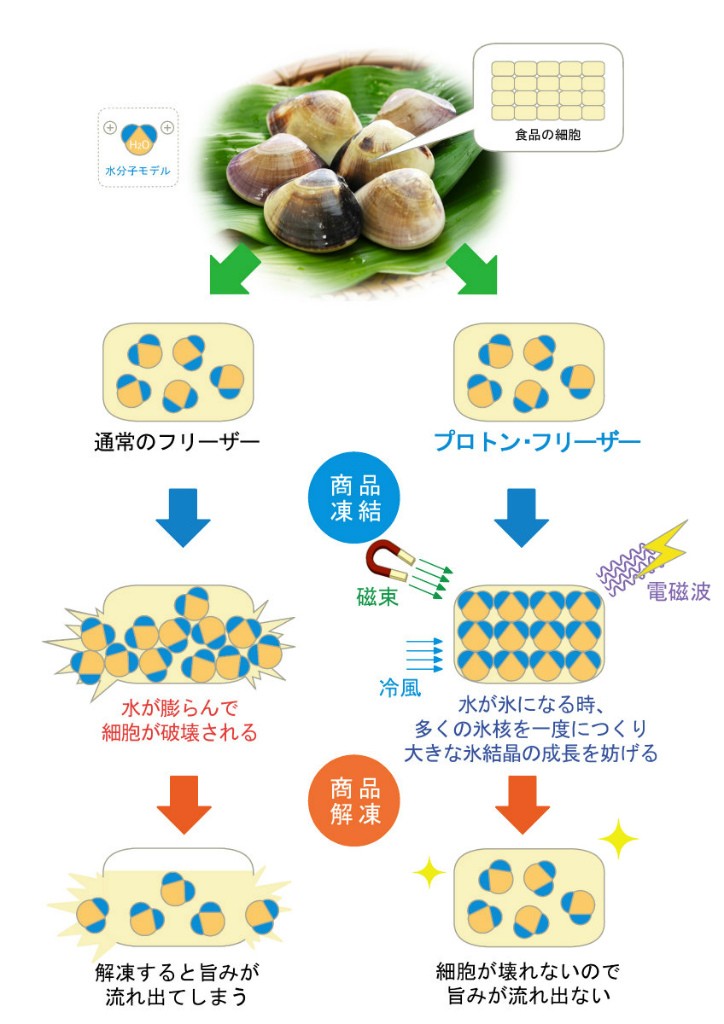 蛤プロトン冷凍