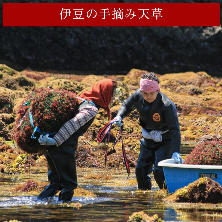 伊豆の手摘み天草