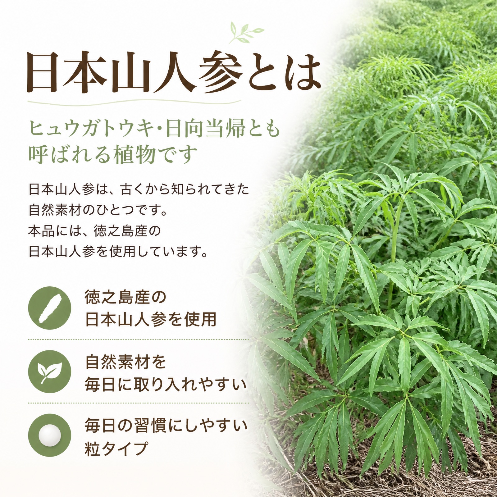日本山人参 錠剤 サプリ 1袋 100錠入り ヒュウガトウキ 健康 送料無料