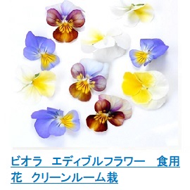 ビオラ