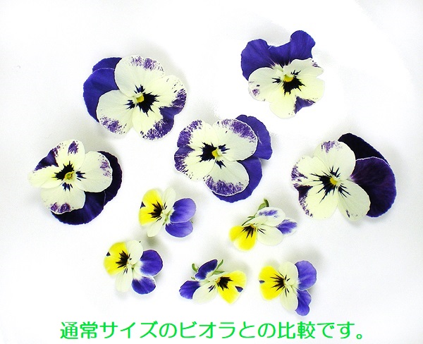 Yahoo! Yahoo!ショッピング(ヤフー ショッピング)マイクロビオラ　エディブルフラワー　食用花　安心安全のクリーンルーム栽培