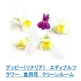 グッピー