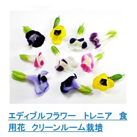 トレニア
