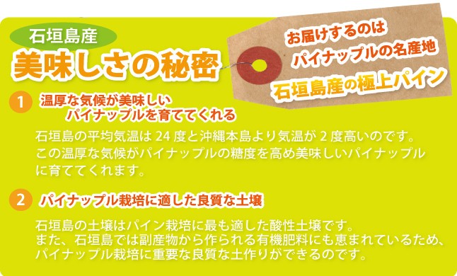 石垣島の極上ピーチパインをお届けいたします!