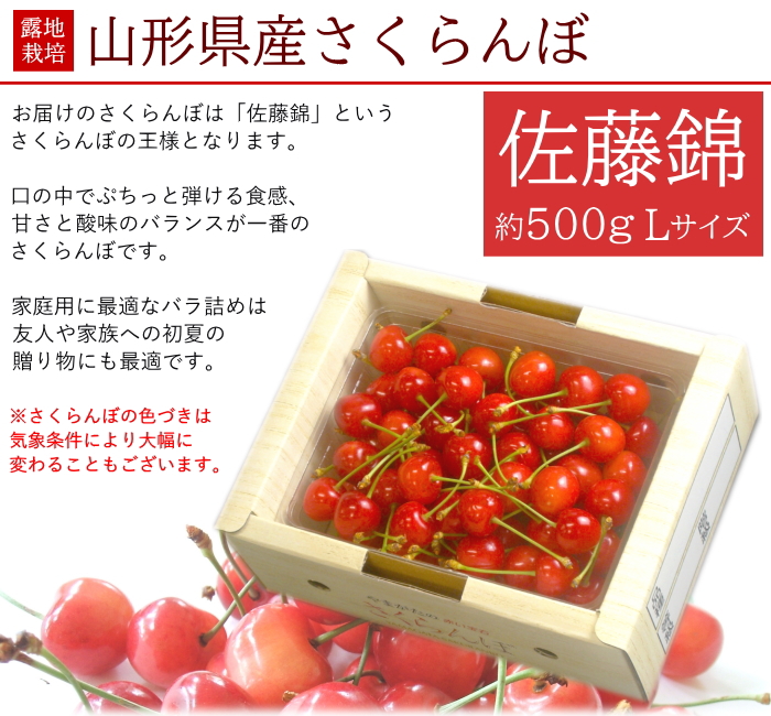 6月中旬頃から発送開始 さくらんぼ 佐藤錦 バラ詰め 約500g 化粧