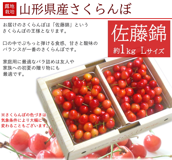 佐藤錦 1kg （3箱）バラ詰め 贈答用 さくらんぼ 6月中旬頃から発送開始 さくらんぼ 佐藤錦 バラ詰め Lサイズ 約1kg