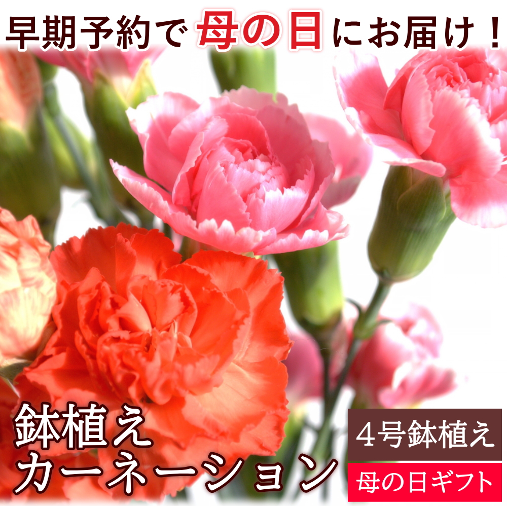 カーネーション　鉢植え　4号