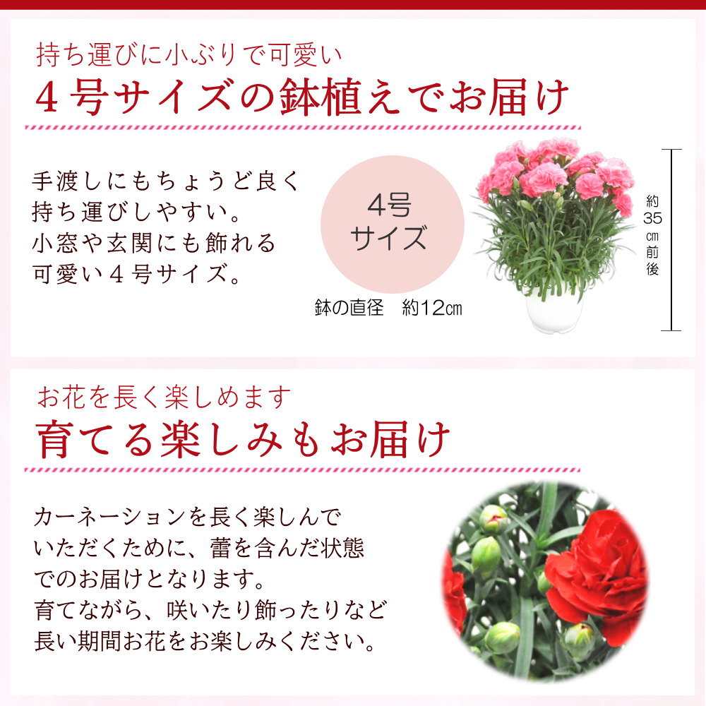 4号鉢サイズ