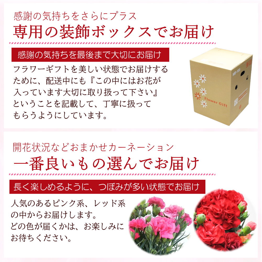 遅れてゴメン母の日ギフト順次発送】カーネーション ピンク系